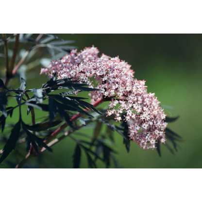 Proven Winners Direct Black Lace Elderberry (Sambucus)