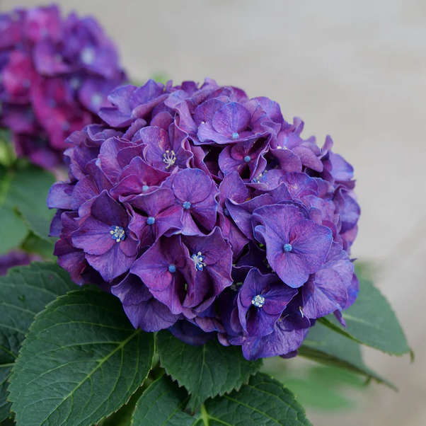 Proven Winners Direct Wee Bit Grumpy Bigleaf Hydrangea (Macrophylla)