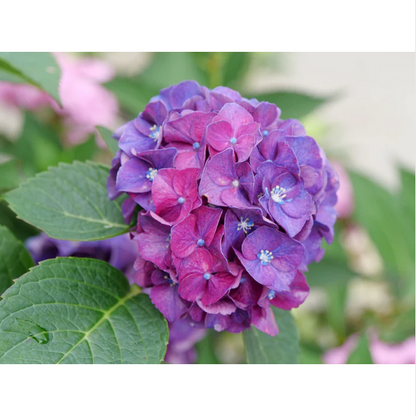 Proven Winners Direct Wee Bit Grumpy Bigleaf Hydrangea (Macrophylla)