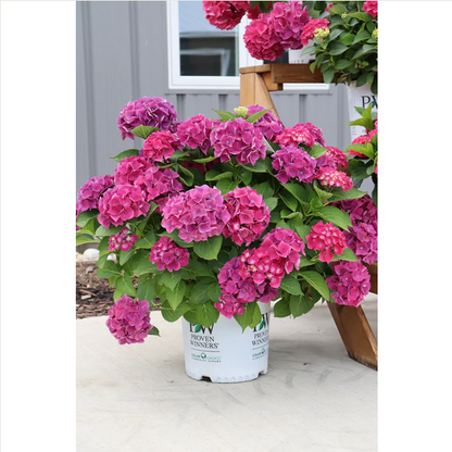 Proven Winners Direct Wee Bit Grumpy Bigleaf Hydrangea (Macrophylla)