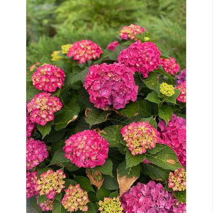 Proven Winners Direct Wee Bit Grumpy Bigleaf Hydrangea (Macrophylla)