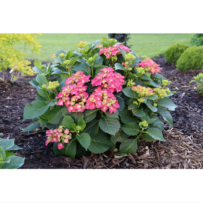 Proven Winners Direct Wee Bit Grumpy Bigleaf Hydrangea (Macrophylla)