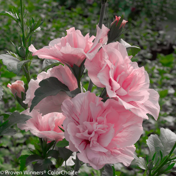 Proven Winners Direct Pink Chiffon Rose of Sharon (Hibiscus)