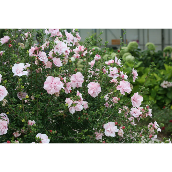 Proven Winners Direct Pink Chiffon Rose of Sharon (Hibiscus)