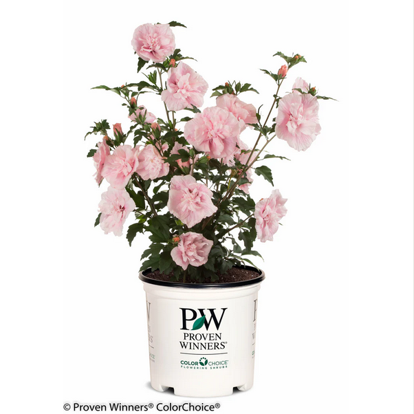 Proven Winners Direct Pink Chiffon Rose of Sharon (Hibiscus)