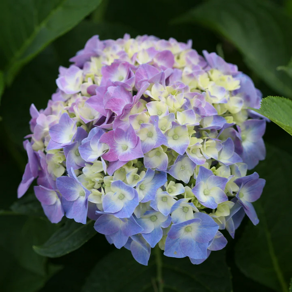 Proven Winners Direct Let's Dance Blue Jangles Reblooming Hydrangea (Macrophylla)