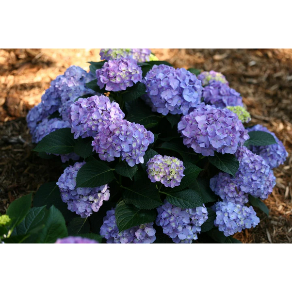 Proven Winners Direct Let's Dance Blue Jangles Reblooming Hydrangea (Macrophylla)