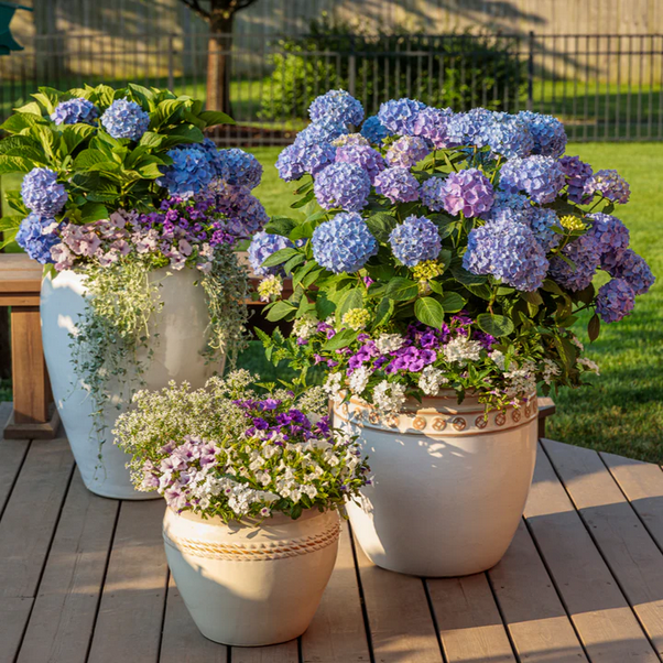 Proven Winners Direct Let's Dance Blue Jangles Reblooming Hydrangea (Macrophylla)