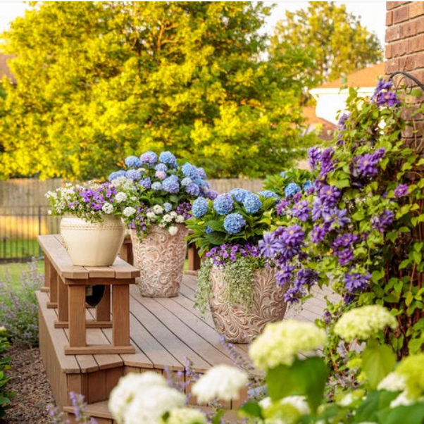 Proven Winners Direct Let's Dance Blue Jangles Reblooming Hydrangea (Macrophylla)