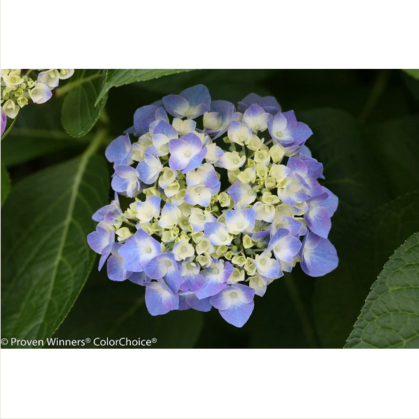 Proven Winners Direct Let's Dance Blue Jangles Reblooming Hydrangea (Macrophylla)