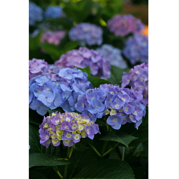 Proven Winners Direct Let's Dance Blue Jangles Reblooming Hydrangea (Macrophylla)