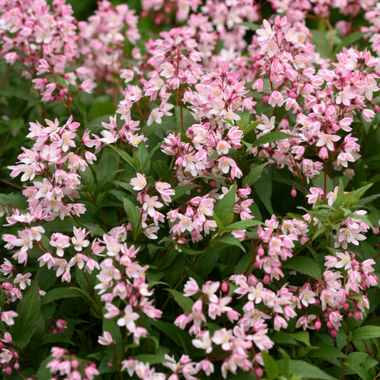 Proven Winners Direct Yuki Cherry Blossom (Deutzia)