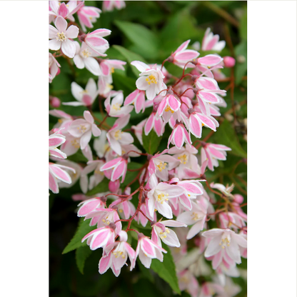 Proven Winners Direct Yuki Cherry Blossom (Deutzia)