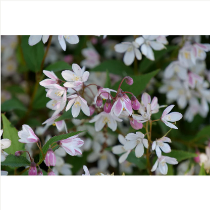 Proven Winners Direct Yuki Cherry Blossom (Deutzia)