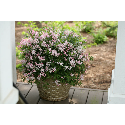 Proven Winners Direct Yuki Cherry Blossom (Deutzia)