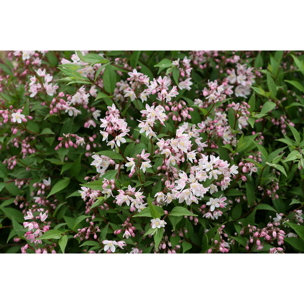 Proven Winners Direct Yuki Cherry Blossom (Deutzia)