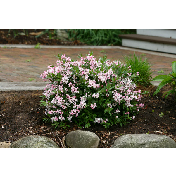 Proven Winners Direct Yuki Cherry Blossom (Deutzia)