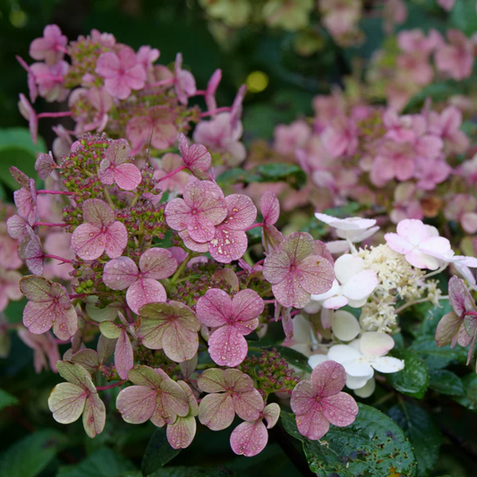 Proven Winners Direct Little Quick Fire Hardy Hydrangea (Paniculata)