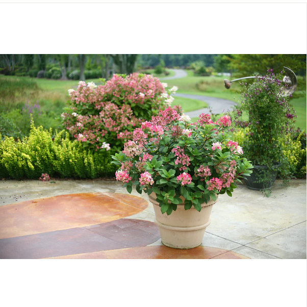 Proven Winners Direct Little Quick Fire Hardy Hydrangea (Paniculata)