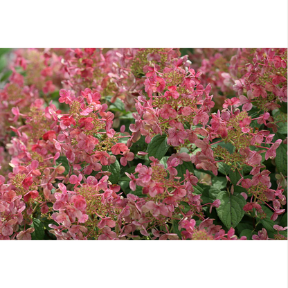 Proven Winners Direct Little Quick Fire Hardy Hydrangea (Paniculata)