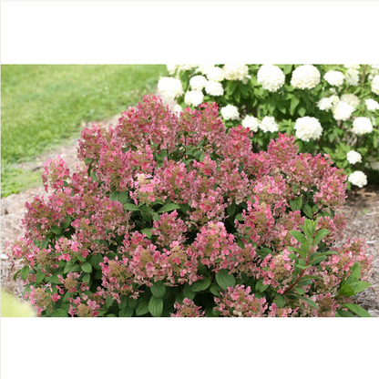 Proven Winners Direct Little Quick Fire Hardy Hydrangea (Paniculata)