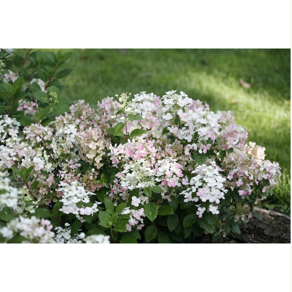 Proven Winners Direct Little Quick Fire Hardy Hydrangea (Paniculata)