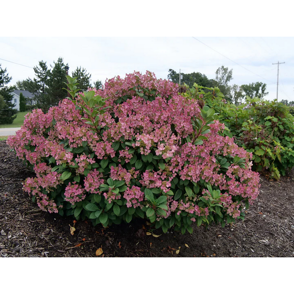 Proven Winners Direct Little Quick Fire Hardy Hydrangea (Paniculata)