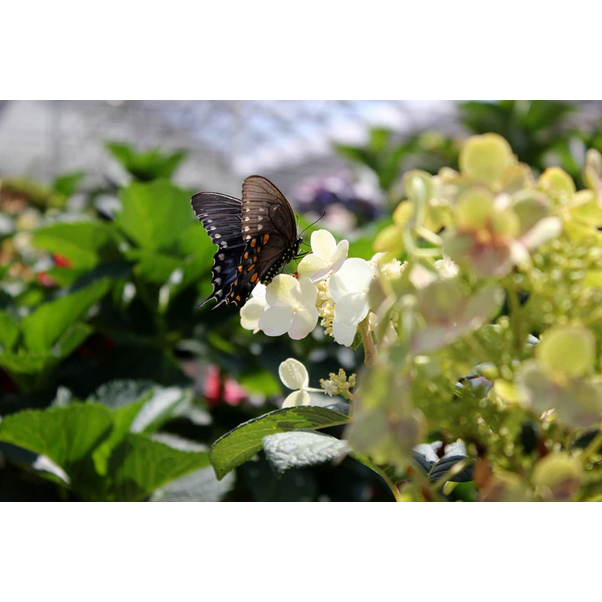 Proven Winners Direct Little Quick Fire Hardy Hydrangea (Paniculata)