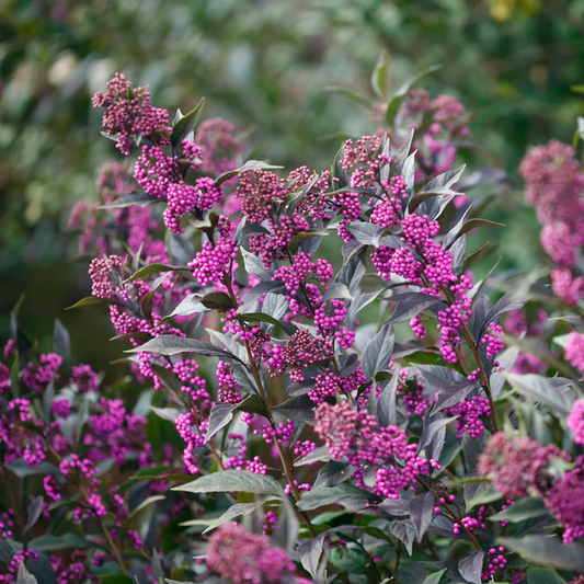 Proven Winners Direct Pearl Glam Beautyberry (Callicarpa)