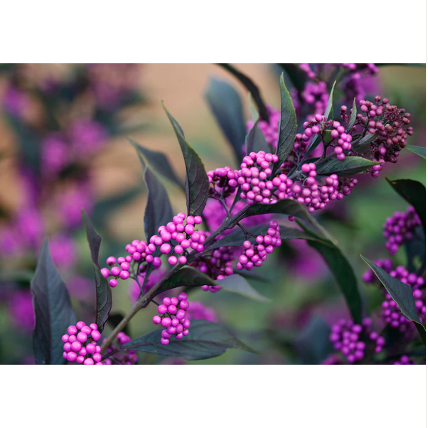 Proven Winners Direct Pearl Glam Beautyberry (Callicarpa)