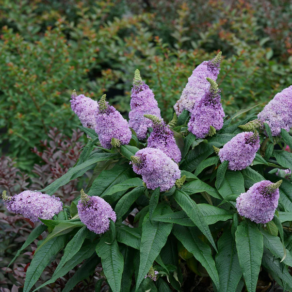 Proven Winners Direct Pugster Amethyst Butterfly Bush (Buddleia)