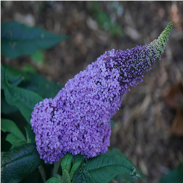 Proven Winners Direct Pugster Amethyst Butterfly Bush (Buddleia)