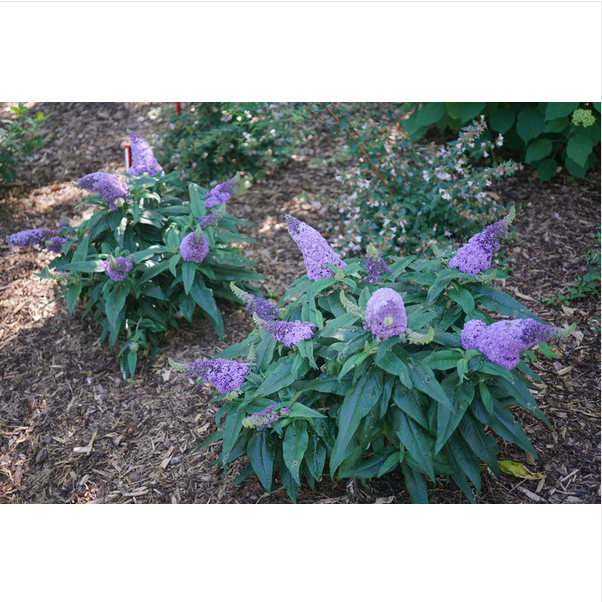 Proven Winners Direct Pugster Amethyst Butterfly Bush (Buddleia)