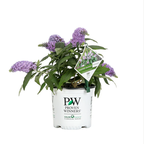 Proven Winners Direct Pugster Amethyst Butterfly Bush (Buddleia)