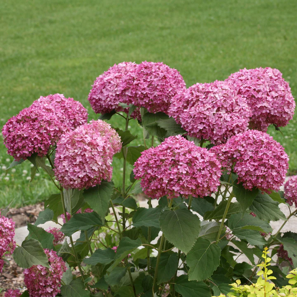 Proven Winners Direct Invincibelle Mini Mauvette Smooth Hydrangea (Arborescens)