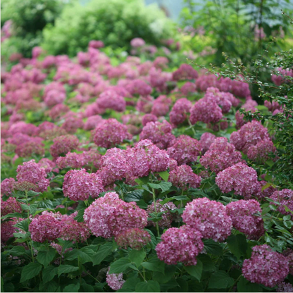 Proven Winners Direct Invincibelle Mini Mauvette Smooth Hydrangea (Arborescens)