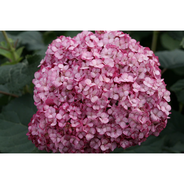 Proven Winners Direct Invincibelle Mini Mauvette Smooth Hydrangea (Arborescens)