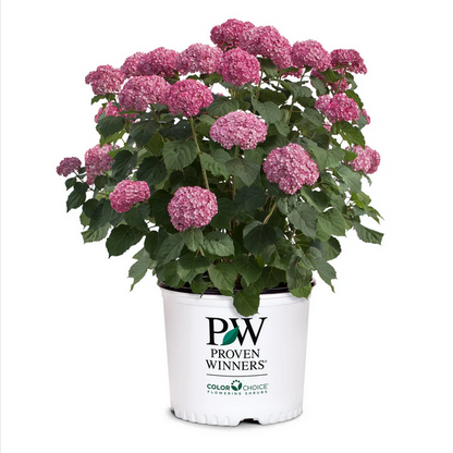 Proven Winners Direct Invincibelle Mini Mauvette Smooth Hydrangea (Arborescens)