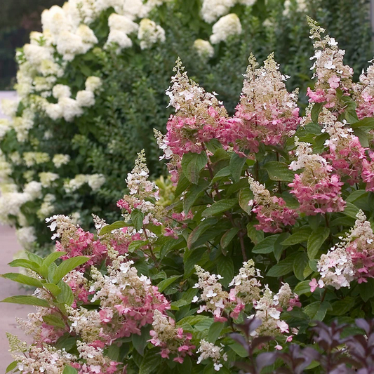 Proven Winners Direct Pinky Winky Hardy Hydrangea (Paniculata)