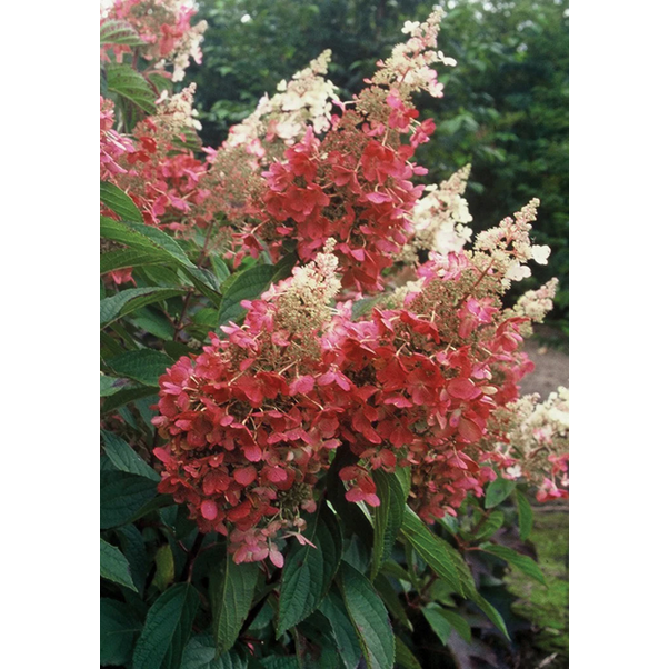 Proven Winners Direct Pinky Winky Hardy Hydrangea (Paniculata)