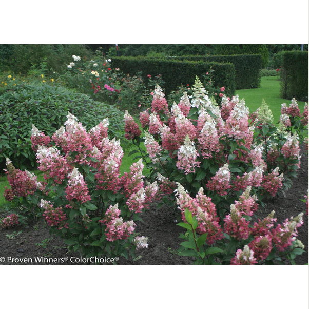 Proven Winners Direct Pinky Winky Hardy Hydrangea (Paniculata)