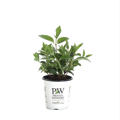 Proven Winners Direct Pinky Winky Hardy Hydrangea (Paniculata)