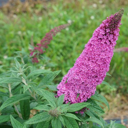 Proven Winners Direct Pugster Pinker Butterfly Bush (Buddleia)