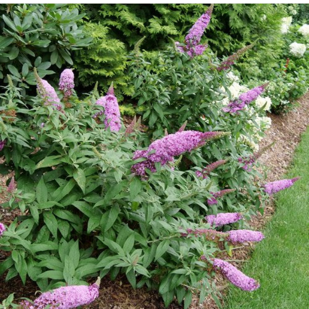 Proven Winners Direct Pugster Pinker Butterfly Bush (Buddleia)