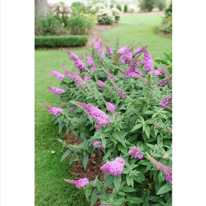 Proven Winners Direct Pugster Pinker Butterfly Bush (Buddleia)