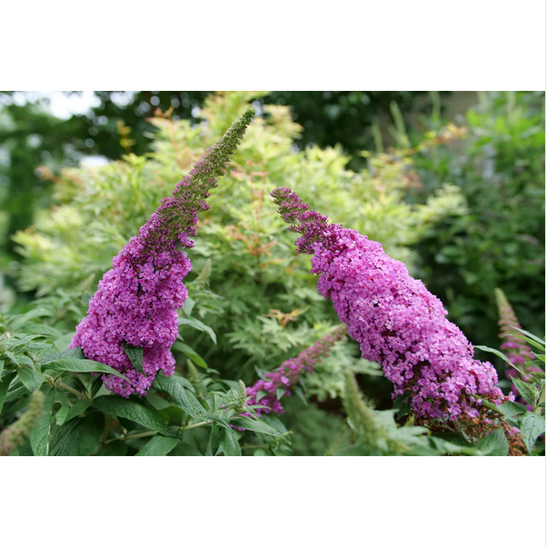 Proven Winners Direct Pugster Pinker Butterfly Bush (Buddleia)