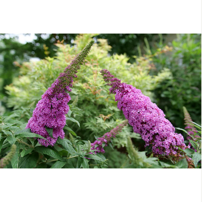 Proven Winners Direct Pugster Pinker Butterfly Bush (Buddleia)