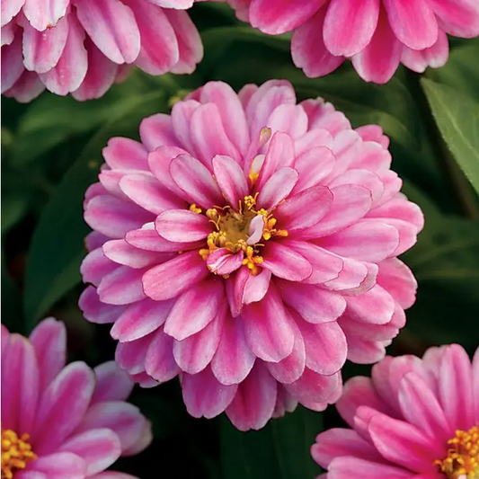 Park Seed  Double Zahara Raspberry Ripple Zinnia Seeds