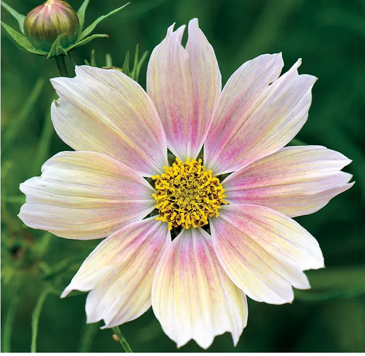 Park Seed Apricot Lemonade Cosmos Seeds