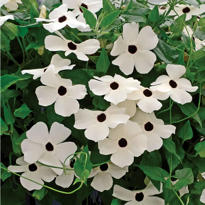 Park Seed Susie White Black-Eyed Susan Vine Thunbergia Seeds